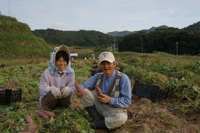 有機農法で栽培したサツマイモを収穫するロハス農園園主中野さんご夫妻
